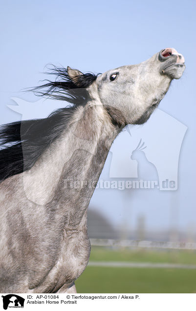 Arabian Horse Portrait / AP-01084