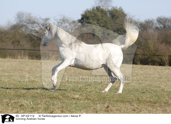 running Arabian horse / AP-02112