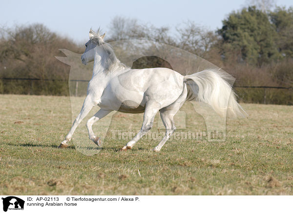 running Arabian horse / AP-02113