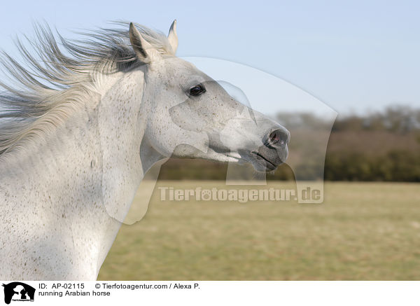running Arabian horse / AP-02115