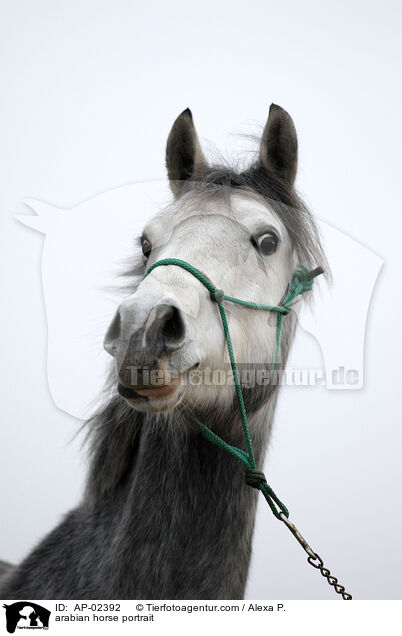 arabian horse portrait / AP-02392