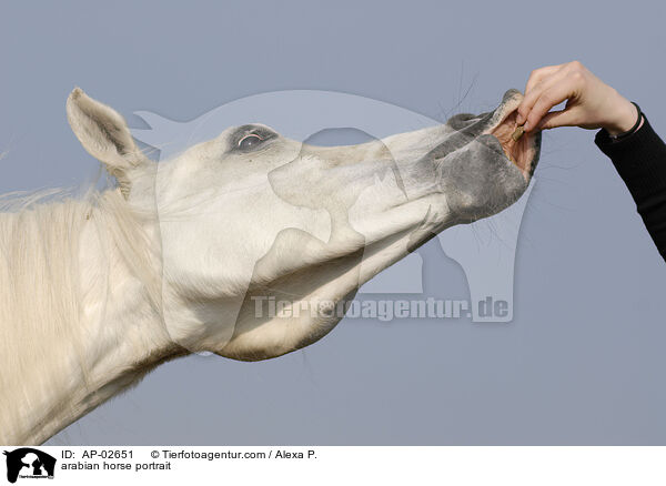 arabian horse portrait / AP-02651