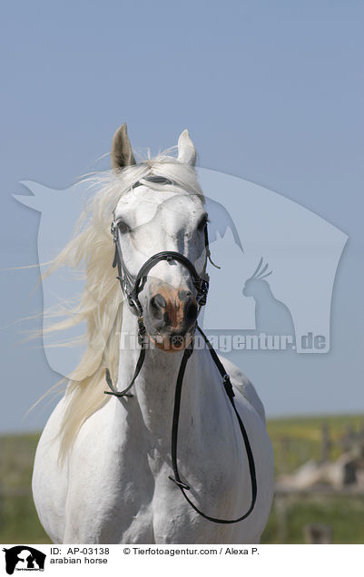 arabian horse / AP-03138
