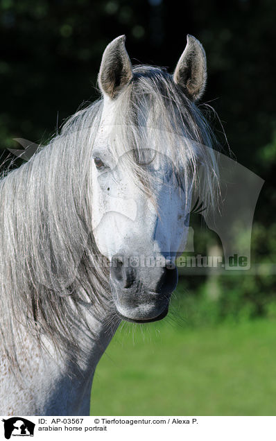 arabian horse portrait / AP-03567