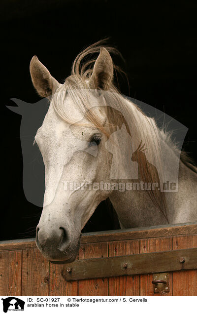 arabian horse in stable / SG-01927