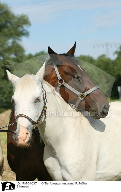 2 horses / PM-04037