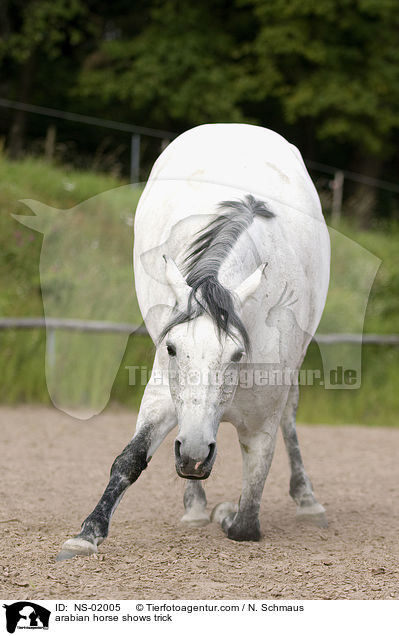 Araber zeigt Kompliment / arabian horse shows trick / NS-02005