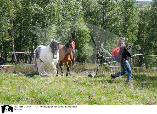 horses / EH-01604