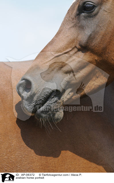 arabian horse portrait / AP-06372