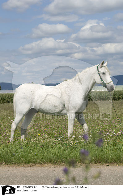 arabian horse / TM-02246