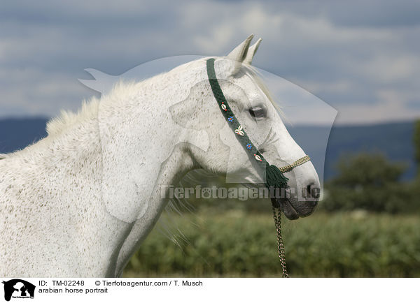 arabian horse portrait / TM-02248