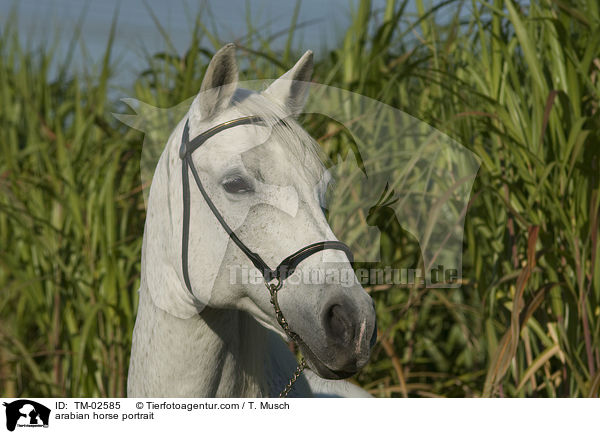 arabian horse portrait / TM-02585