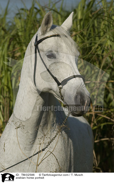 arabian horse portrait / TM-02586