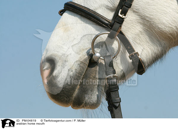 Araber Maul / arabian horse mouth / PM-04819