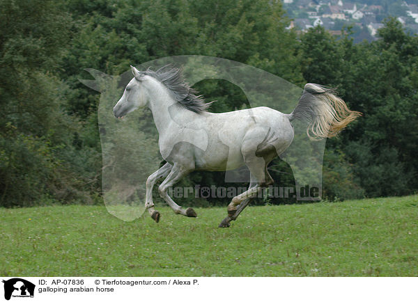 galloping arabian horse / AP-07836