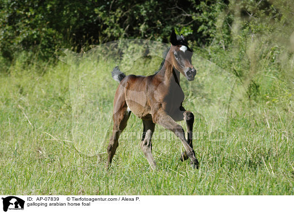 galloping arabian horse foal / AP-07839