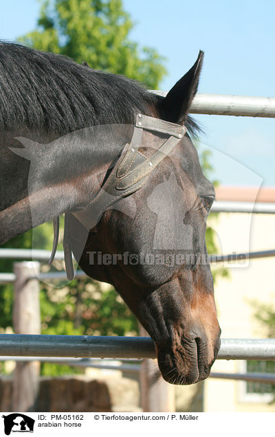 arabian horse / PM-05162