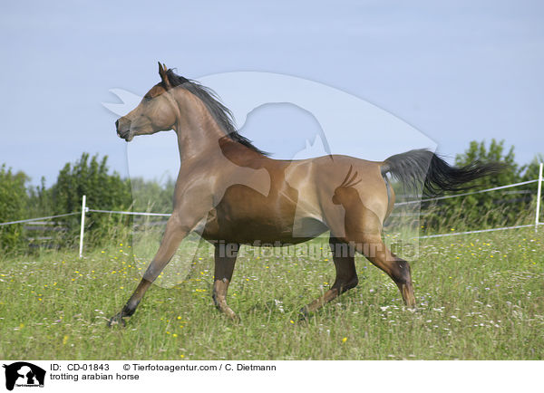 trotting arabian horse / CD-01843