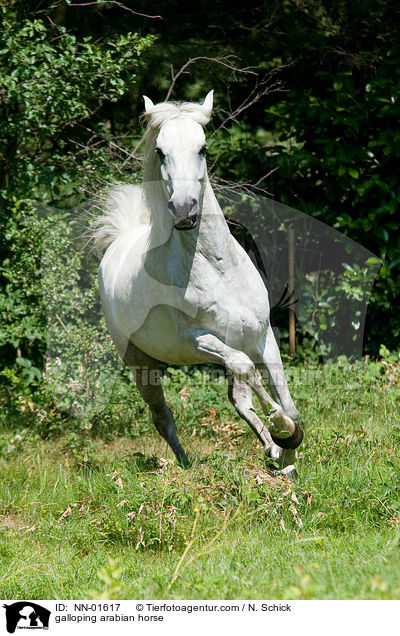 galloping arabian horse / NN-01617