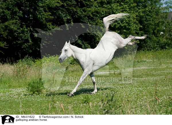 galloping arabian horse / NN-01622