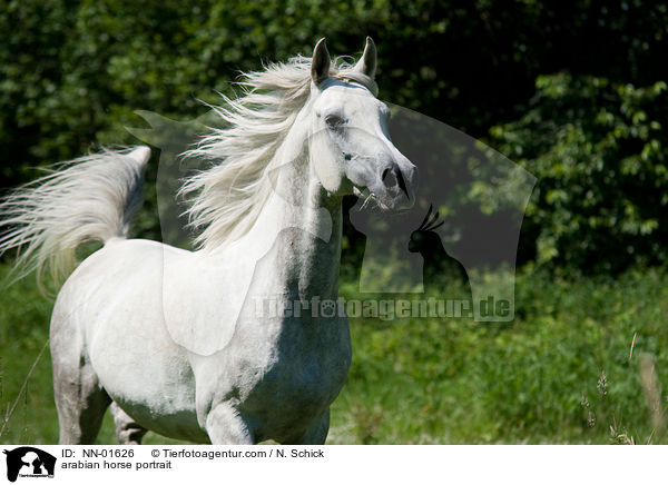 arabian horse portrait / NN-01626
