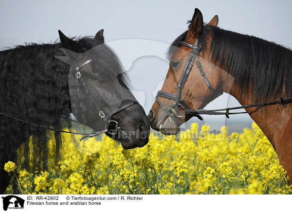 Friesian horse and arabian horse / RR-42802