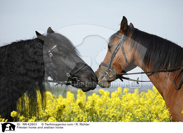 Friesian horse and arabian horse / RR-42803