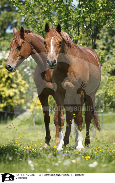 2 horses / RR-42926