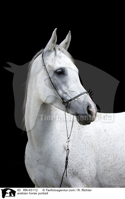 arabian horse portrait / RR-45112