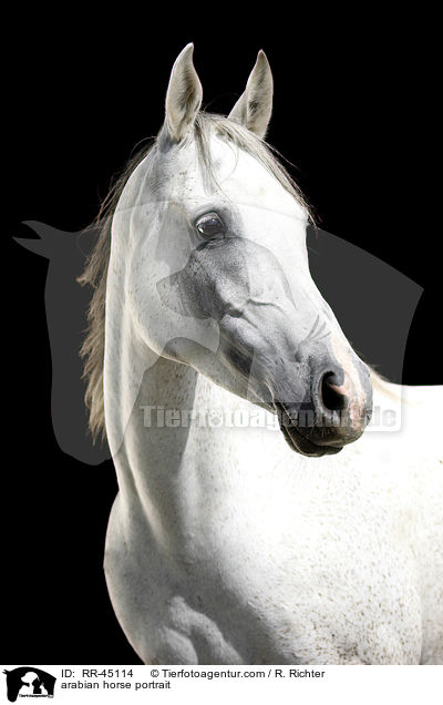 arabian horse portrait / RR-45114