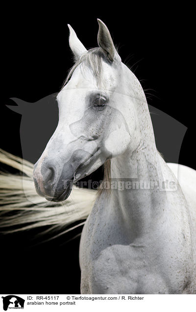 arabian horse portrait / RR-45117