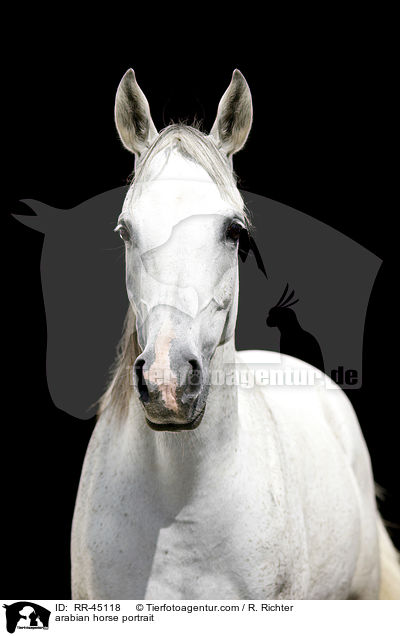 arabian horse portrait / RR-45118