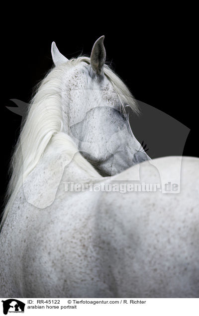 arabian horse portrait / RR-45122