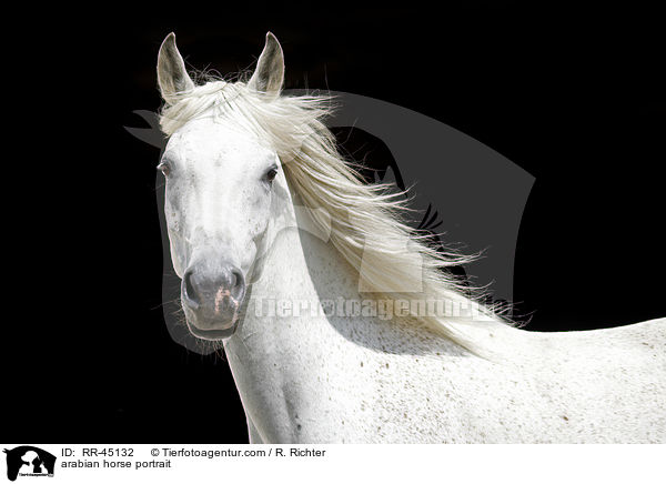 arabian horse portrait / RR-45132