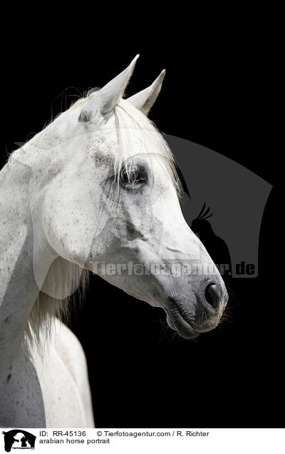 arabian horse portrait / RR-45136