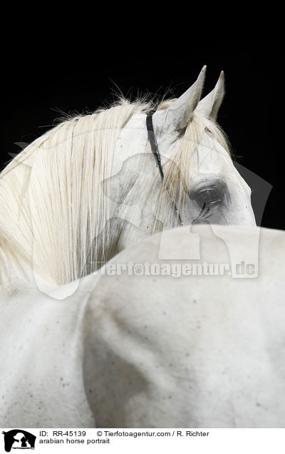arabian horse portrait / RR-45139