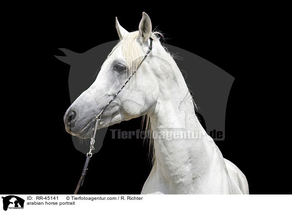 arabian horse portrait / RR-45141