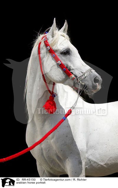 arabian horse portrait / RR-45150