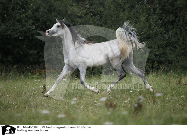 trotting arabian horse / RR-45199