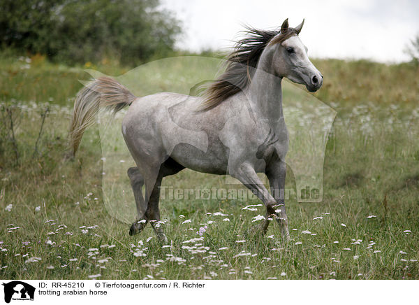 trotting arabian horse / RR-45210