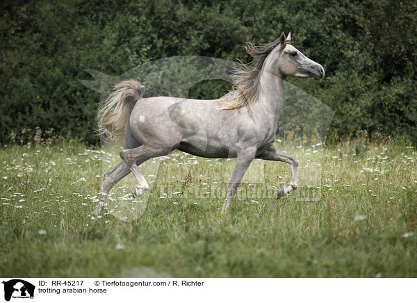 trotting arabian horse / RR-45217