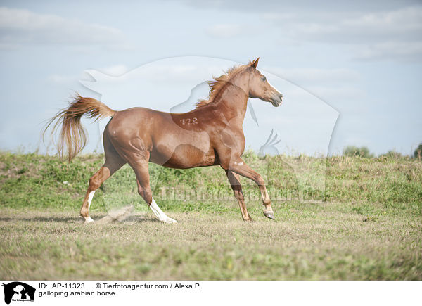 galloping arabian horse / AP-11323