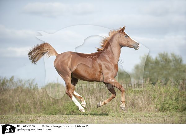 galloping arabian horse / AP-11325