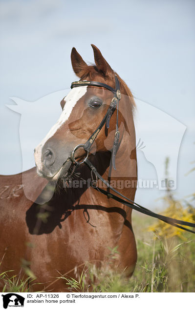 arabian horse portrait / AP-11326