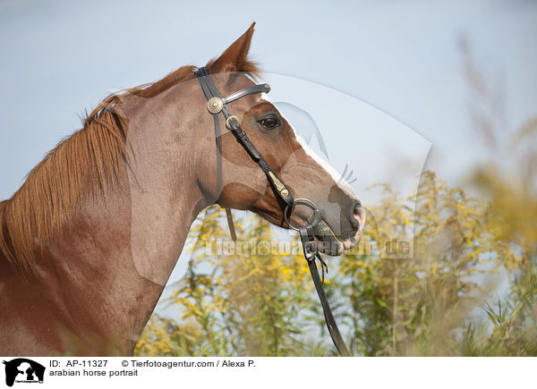 arabian horse portrait / AP-11327