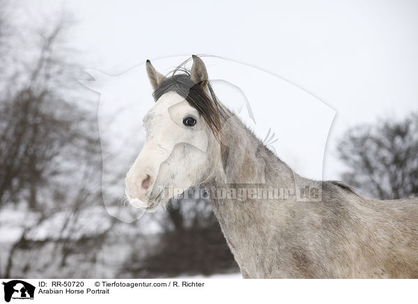 Arabian Horse Portrait / RR-50720