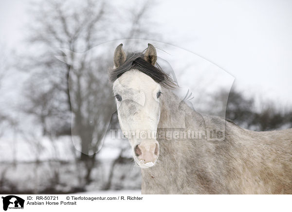 Arabian Horse Portrait / RR-50721