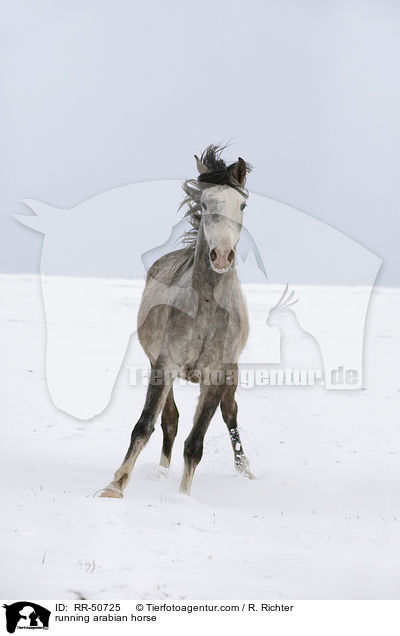 running arabian horse / RR-50725