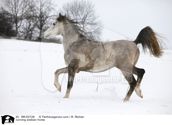 running arabian horse / RR-50728