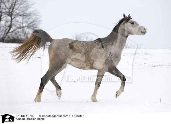 running arabian horse / RR-50730